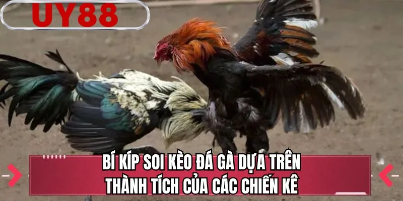 Bí kíp soi kèo đá gà dựa trên thành tích của các chiến kê