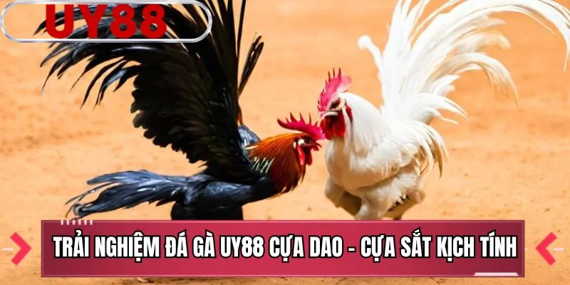 Trải nghiệm đá gà UY88 cựa dao - cựa sắt kịch tính